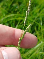 Glyceria declinata, photograph (c) Leon Perrie, some rights reserved (CC BY)