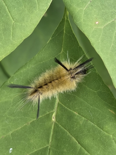Banded Tussock Moth