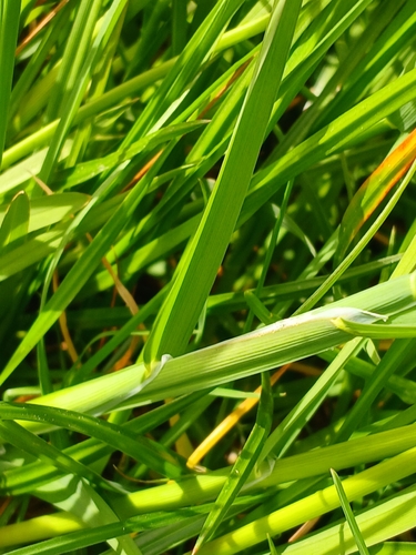 Glyceria declinata, photograph 3