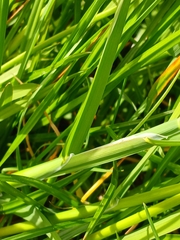 Glyceria declinata, photograph (c) Leon Perrie, some rights reserved (CC BY)