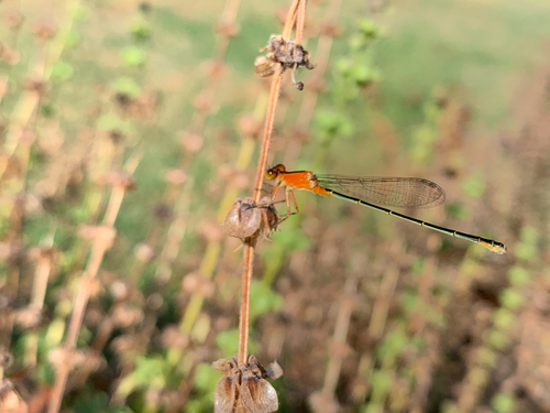 Rambur's Forktail