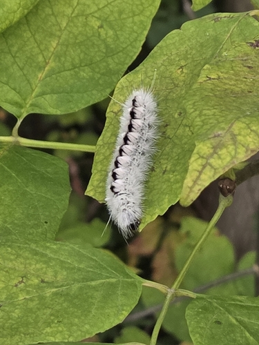 Hickory Tussock Moth