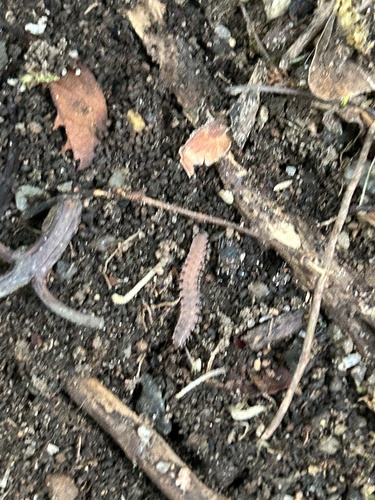 Common Pink Flat-back