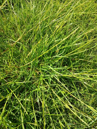 Glyceria declinata, photograph 4