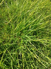 Glyceria declinata, photograph (c) Leon Perrie, some rights reserved (CC BY)