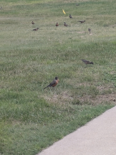 American Robin