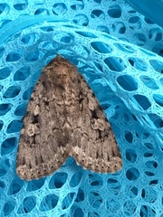 Amphipyra effusa