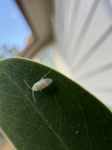 Cotton Fleahopper