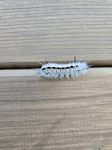 Hickory Tussock Moth