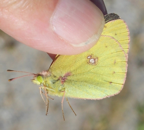 Clouded Sulphur