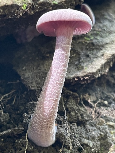 Fresh Purple-and-White Deceiver standing upright beside layered rock