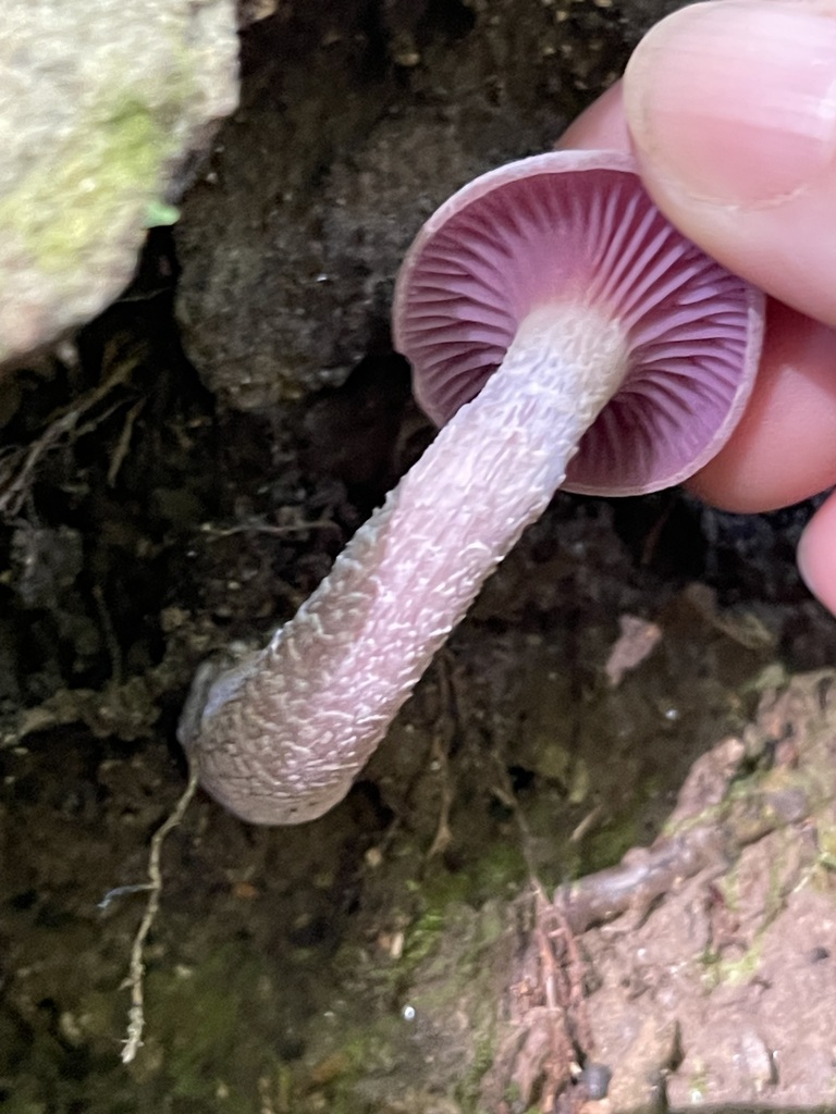 Purple-and-White Deceiver · September 2026 · photo: Photo: (c) Rachel Stepek, some rights reserved (CC BY) · iNaturalist