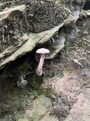 Wider Laurel River Lake view showing the mushroom beside layered rock and moss