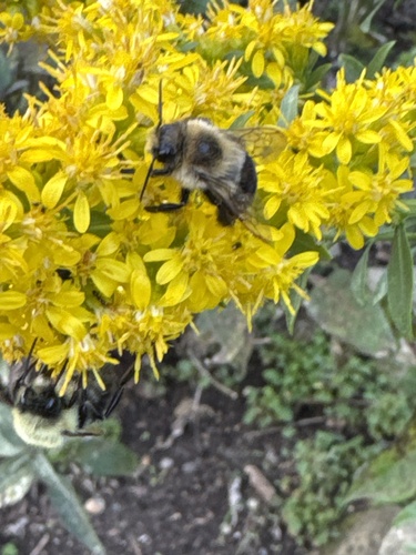 Common Eastern Bumble Bee