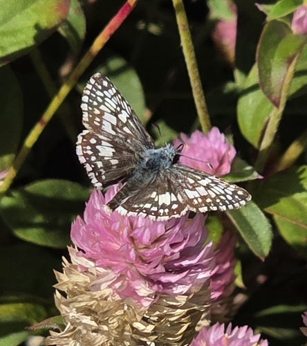 Common Checkered-Skipper