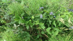 Clematis viticella