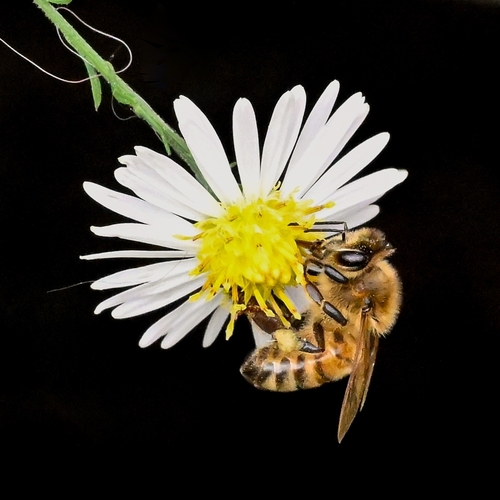 Western Honey Bee