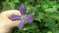 Clematis viticella