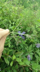 Clematis viticella