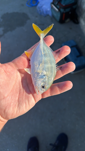Atlantic Crevalle Jack