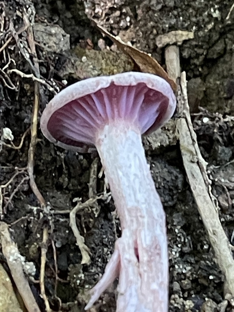 Purple-and-White Deceiver · September 2026 · photo: Photo: (c) Rachel Stepek, some rights reserved (CC BY) · iNaturalist