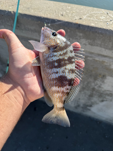 Pigfish