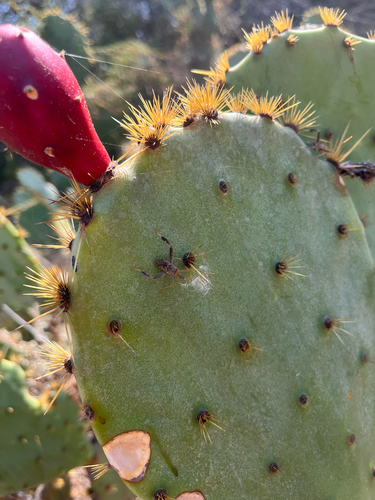 Leaf-footed Cactus Bug