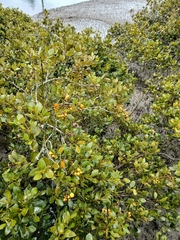 Avicennia marina, photograph (c) Shaun, some rights reserved (CC BY)