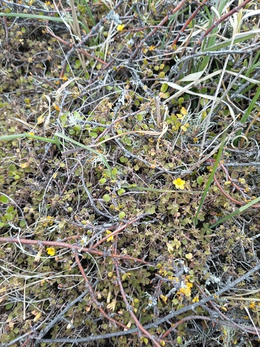 Oxalis exilis, photograph 3