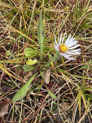 Symphyotrichum foliaceum observed 2026-09-23