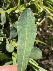 (c) Jamie VanBuskirk, some rights reserved (CC BY) Myrica gale, photograph (c) Jamie VanBuskirk, some rights reserved (CC BY)