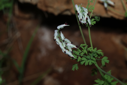 Fumaria capreolata, photograph 4