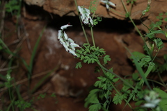 Fumaria capreolata, photograph (c) Greg Tasney, some rights reserved (CC BY-SA)