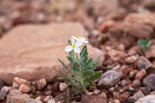 Bicolor Fanmustard