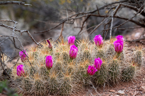 strawberry hedgehog cactus