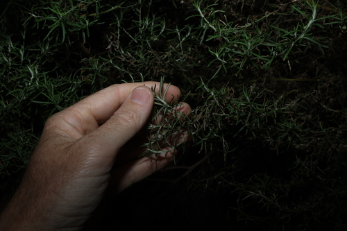 Olearia ramulosa, photograph 1