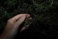 Olearia ramulosa, photograph (c) Greg Tasney, some rights reserved (CC BY-SA)