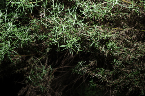 Olearia ramulosa