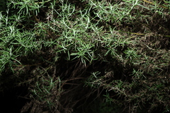 Olearia ramulosa
