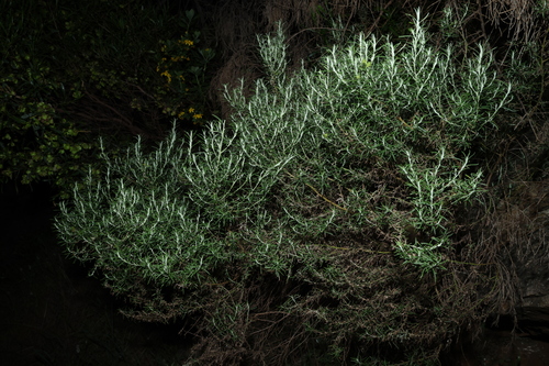 Olearia ramulosa, photograph 2