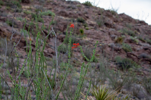 ocotillo