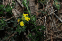 Hibbertia crinita