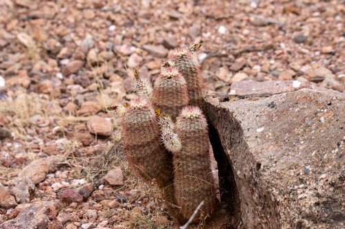 New Mexico Rainbow Cactus