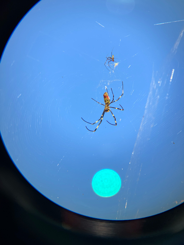 Joro Spider