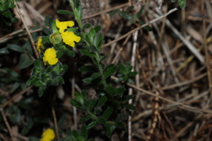Hibbertia crinita, photograph (c) Greg Tasney, some rights reserved (CC BY-SA)