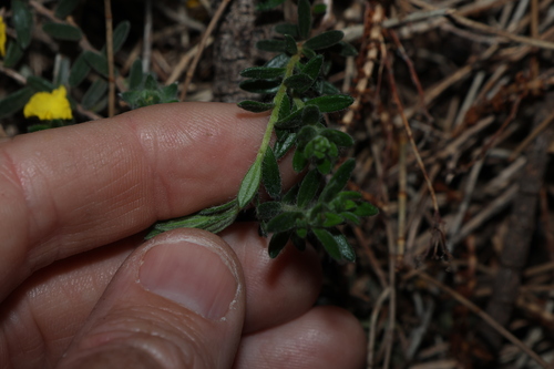 Hibbertia crinita, photograph 2