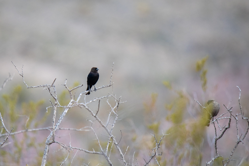 Brown-headed Cowbird