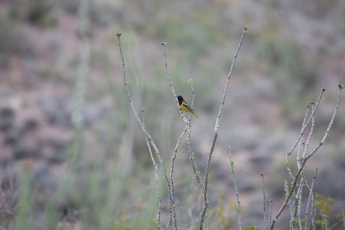 Scott's Oriole