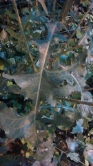Lactuca