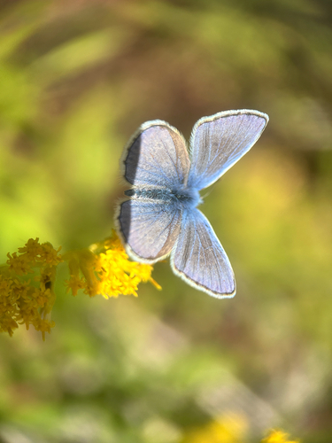 Common Blue